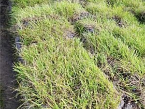 Bahia Sod Grass
